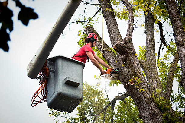 Best Tree Maintenance Programs  in Cupertino, CA